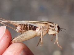 Acheta domesticus