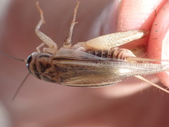 Acheta domesticus