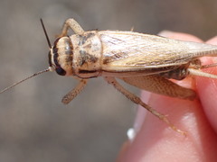Acheta domesticus
