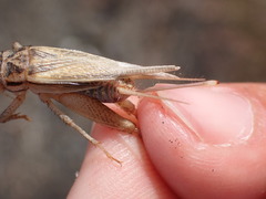 Acheta domesticus