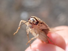 Acheta domesticus