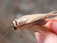 Acheta domesticus