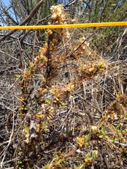 Cuscuta californica
