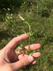 Gentianella lingulata
