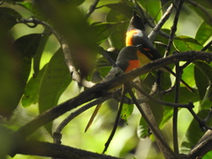 Pericrocotus cinnamomeus