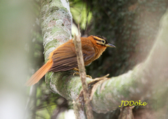 Philydor atricapillus