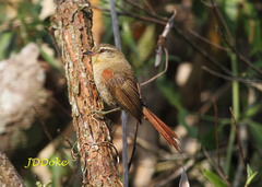 Cranioleuca obsoleta