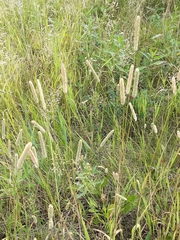 Phleum pratense pratense