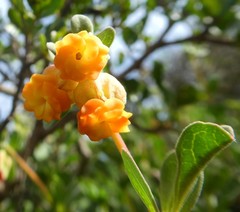 Hermannia ternifolia