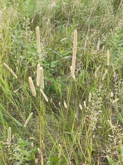 Phleum pratense pratense