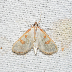 Palpita illibalis