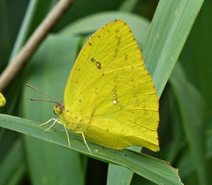 Phoebis neocypris neocypris