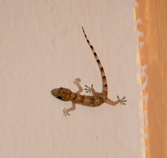 Hemidactylus mabouia