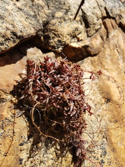 Crassula setulosa jenkinsii
