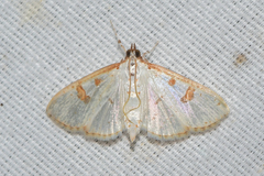 Palpita illibalis