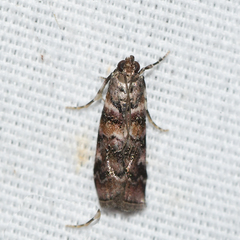 Dioryctria pygmaeella