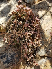 Crassula setulosa jenkinsii