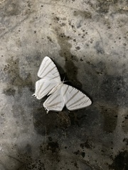 Urapteroides astheniata