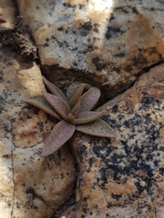 Crassula setulosa jenkinsii