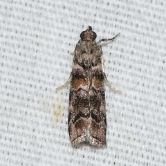 Dioryctria pygmaeella