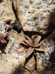 Crassula setulosa jenkinsii