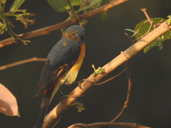 Pericrocotus cinnamomeus