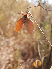 Sphedamnocarpus pruriens