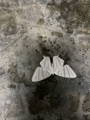 Urapteroides astheniata