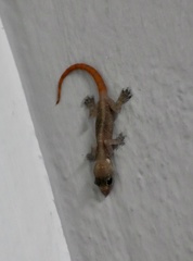 Hemidactylus angulatus