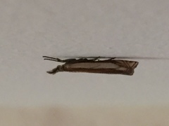 Crambus pascuella