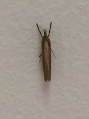 Crambus pascuella