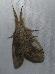 Dasychira obliquata