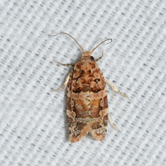 Argyrotaenia tabulana