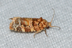 Argyrotaenia tabulana