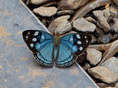 Dynamine tithia tithia