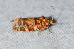Argyrotaenia tabulana
