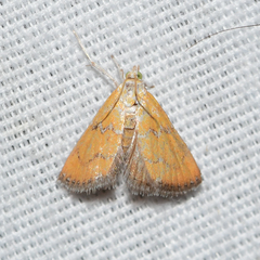 Xanthophysa psychicalis