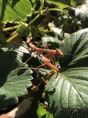 Mantidae