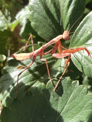 Mantidae
