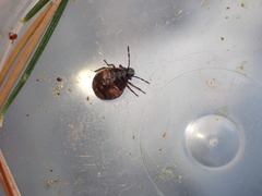 Holcogaster fibulata