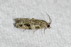 Proteoteras implicata