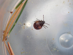 Holcogaster fibulata