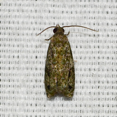Proteoteras implicata