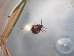 Holcogaster fibulata