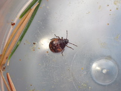 Holcogaster fibulata