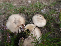 Agaricus langei