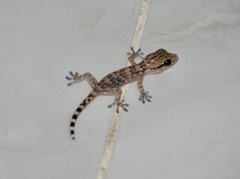 Tarentola americana