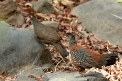 Galloperdix lunulata