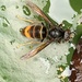 Yellow-legged Hornet - Photo (c) william87wl, some rights reserved (CC BY-NC), uploaded by william87wl