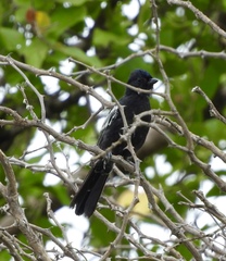Melaniparus niger niger